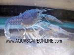 Blue Lobster 2" (Procambarus Alleni)